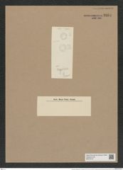 Cyclostella meneghiniana var. vogesiaca Grun. (de-Toni-Nr.: Genus 216, Species 5422) Zeichnungen Sammlung Grunow Nr. 9334 (NHMW-BOT-W0379147)